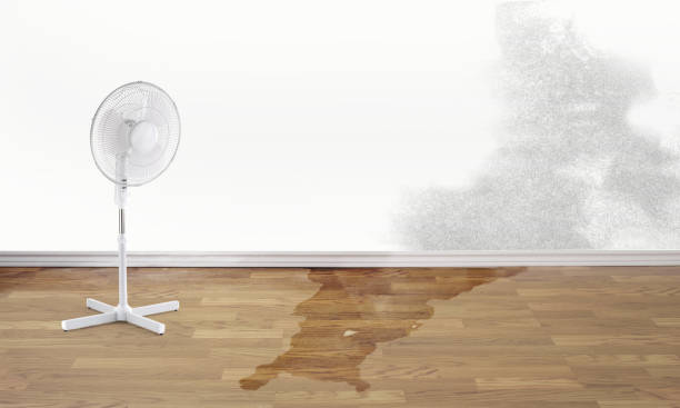 Best Water damage restoration specialists  in Rising Sun, MD